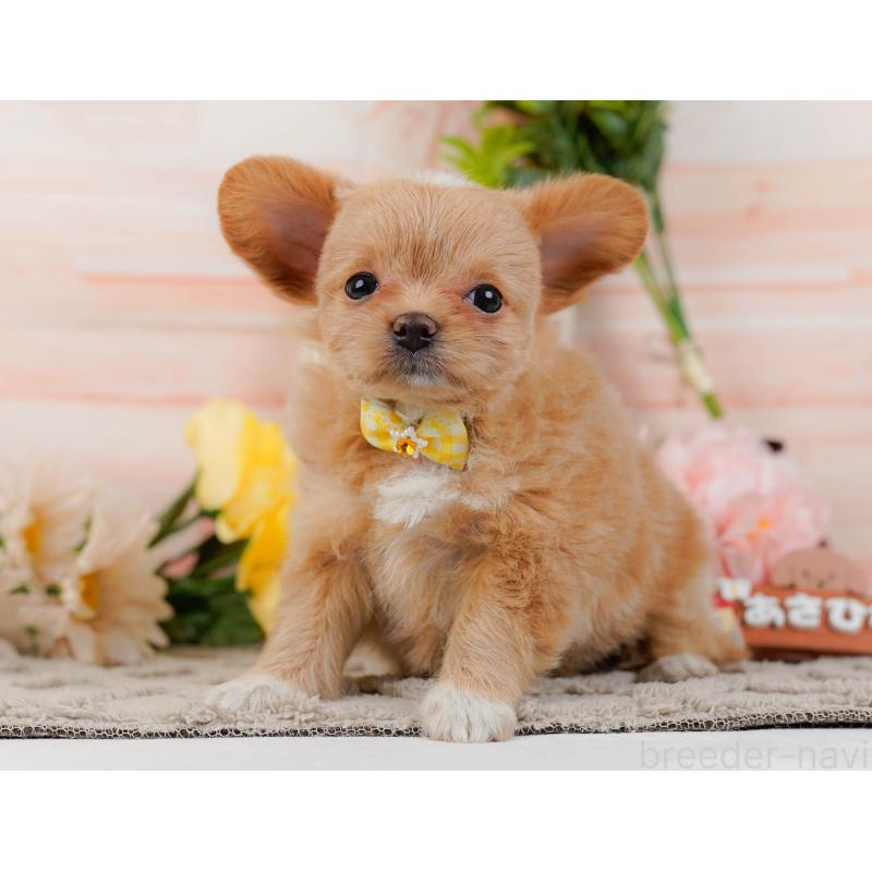 販売中の神奈川県のチワプー:チワワ×トイプードル-439007の9枚目