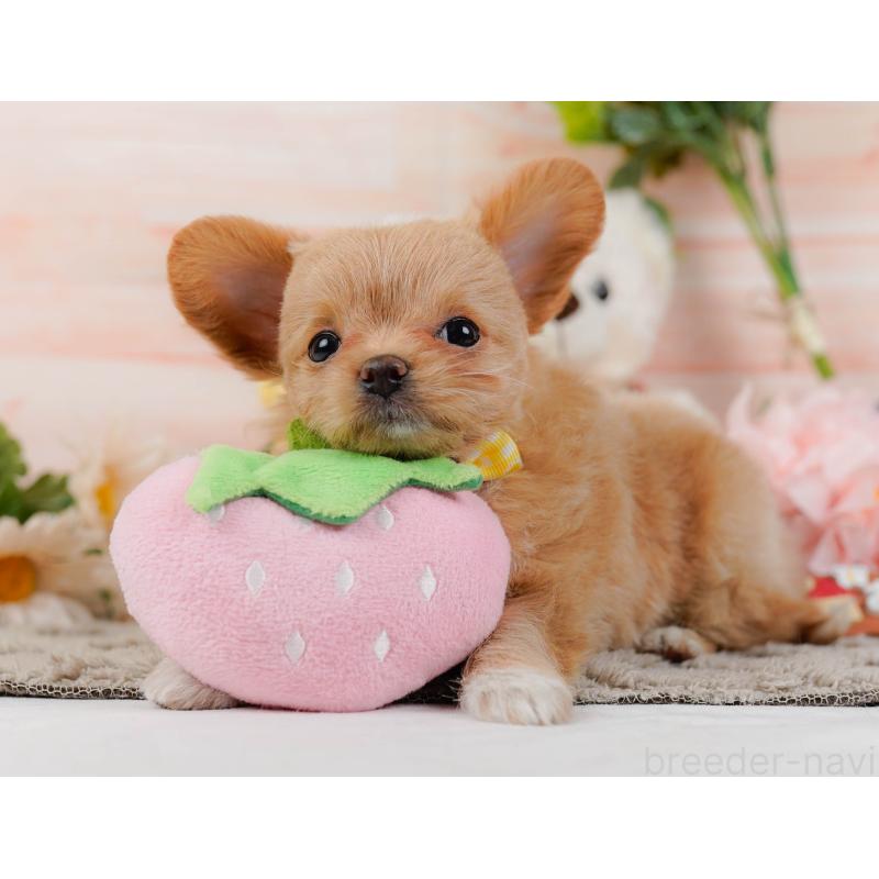 販売中の神奈川県のチワプー:チワワ×トイプードル-439007の8枚目