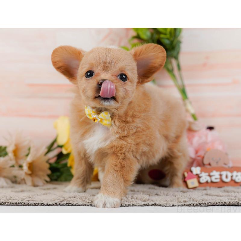 販売中の神奈川県のチワプー:チワワ×トイプードル-439007の7枚目