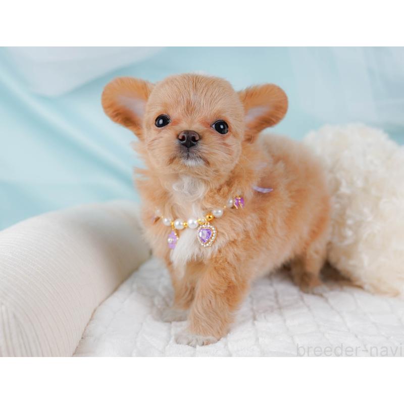 販売中の神奈川県のチワプー:チワワ×トイプードル-439007の6枚目