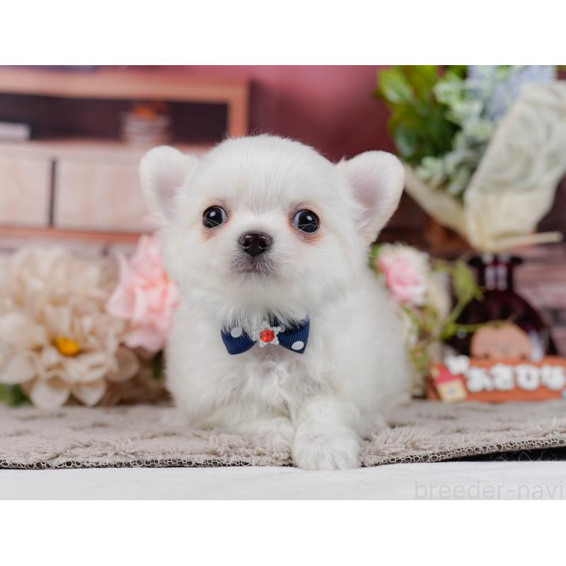 販売中の神奈川県のチワワ(ロングコート)-439035の13枚目