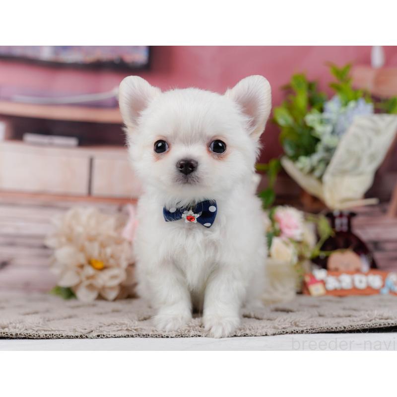 販売中の神奈川県のチワワ(ロングコート)-439035の12枚目