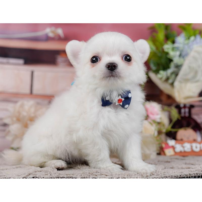 販売中の神奈川県のチワワ(ロングコート)-439035の11枚目