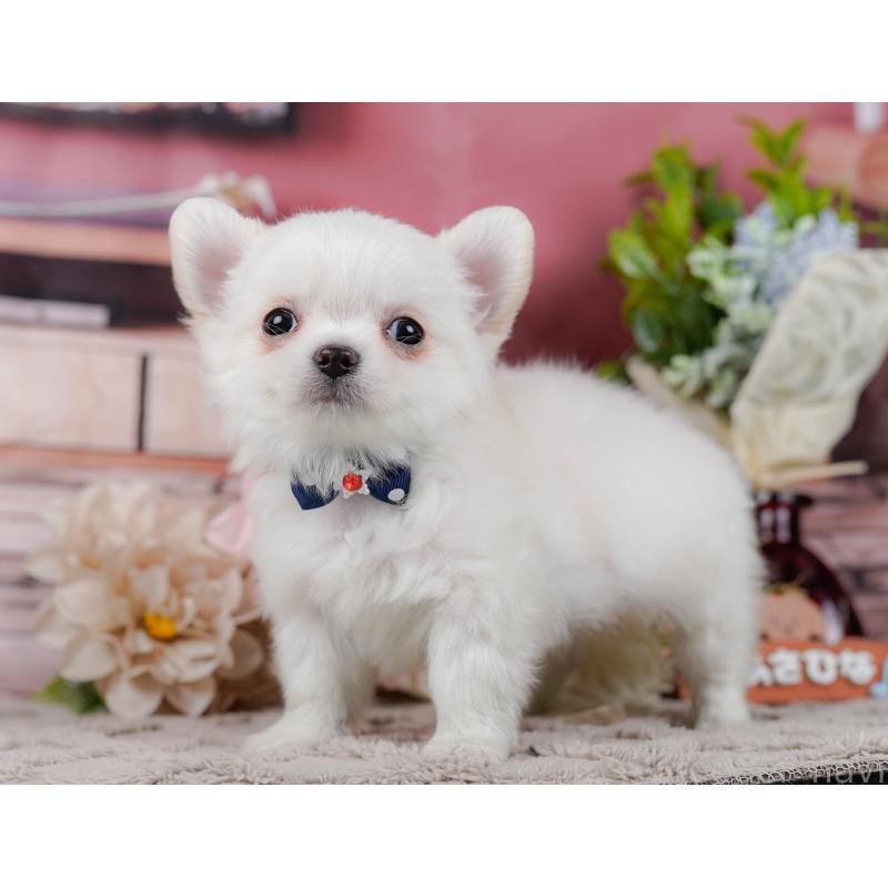 販売中の神奈川県のチワワ(ロングコート)-439035の10枚目