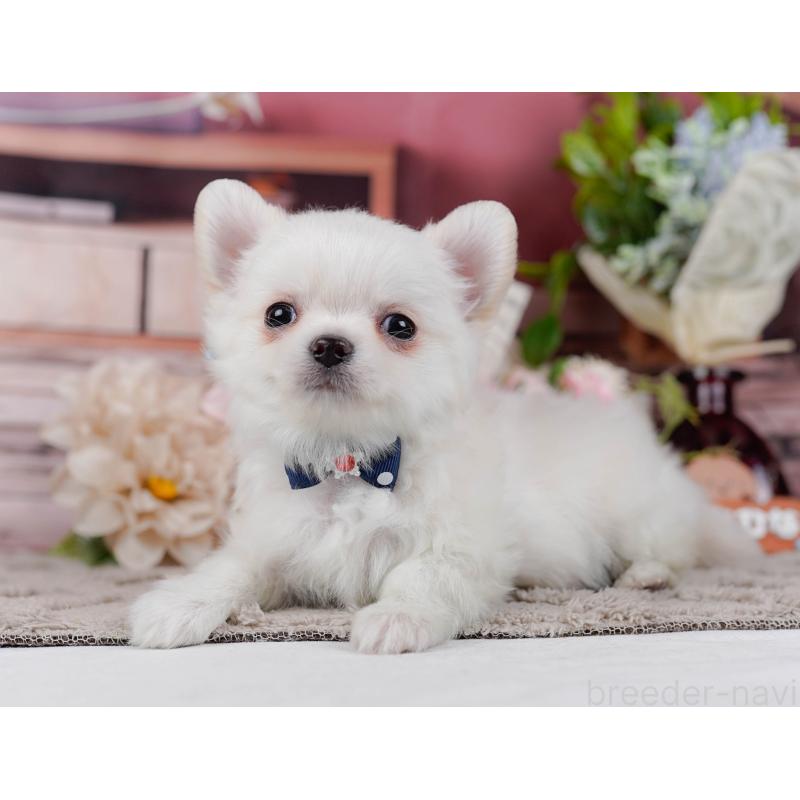 販売中の神奈川県のチワワ(ロングコート)-439035の9枚目