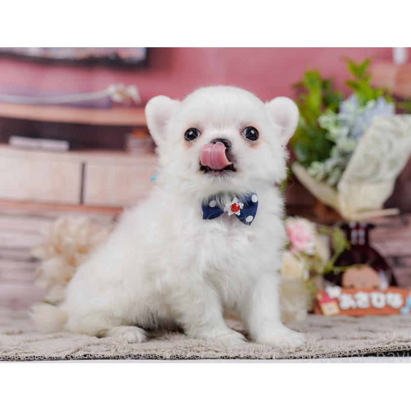 販売中の神奈川県のチワワ(ロングコート)-439035の8枚目