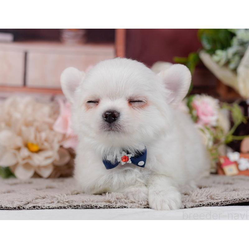 販売中の神奈川県のチワワ(ロングコート)-439035の7枚目