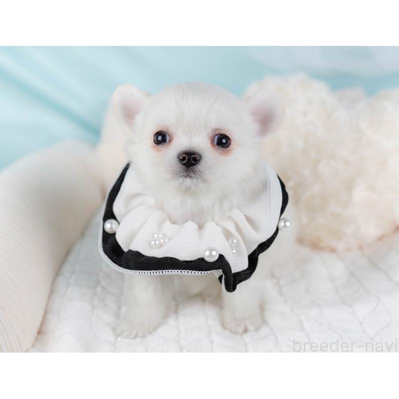 販売中の神奈川県のチワワ(ロングコート)-439035の6枚目