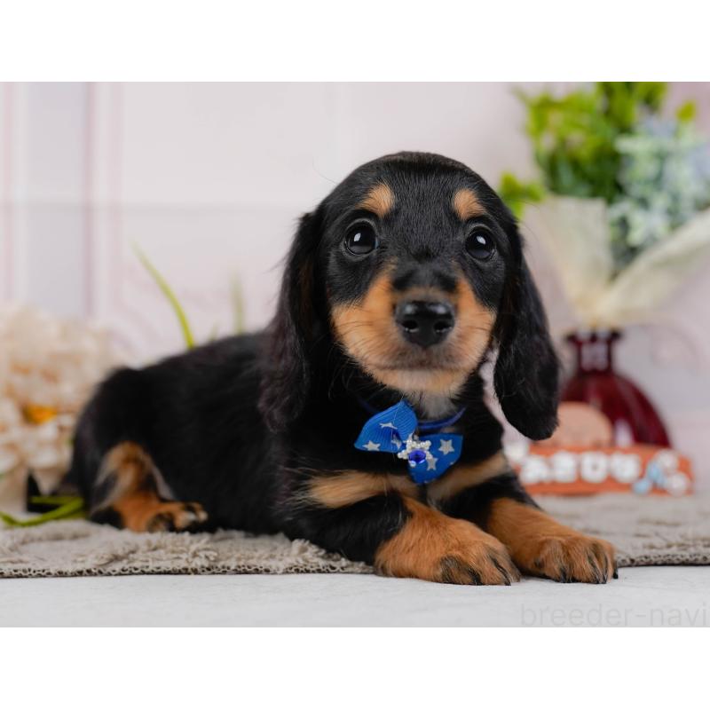 販売中の神奈川県のミニチュアダックスフンド(ロングヘアード)-439017の11枚目