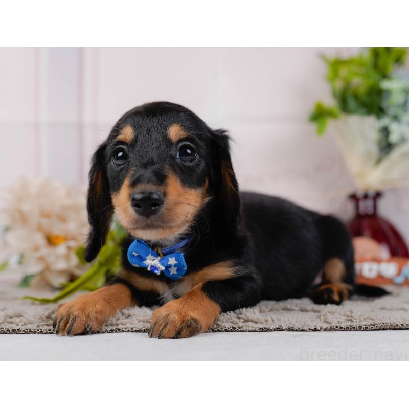 販売中の神奈川県のミニチュアダックスフンド(ロングヘアード)-439017の9枚目