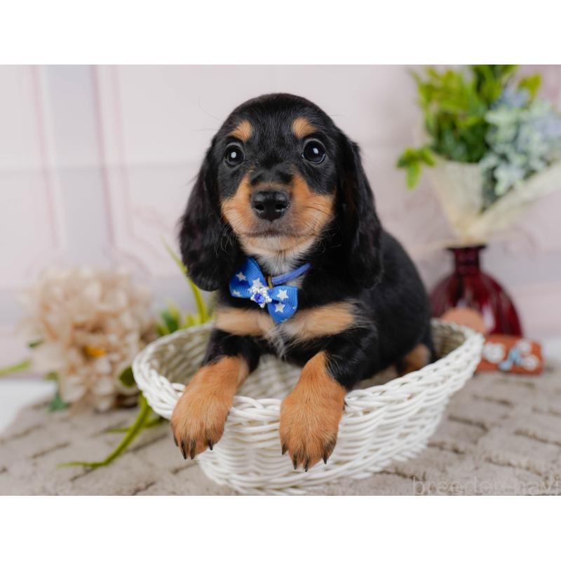 販売中の神奈川県のミニチュアダックスフンド(ロングヘアード)-439017の8枚目