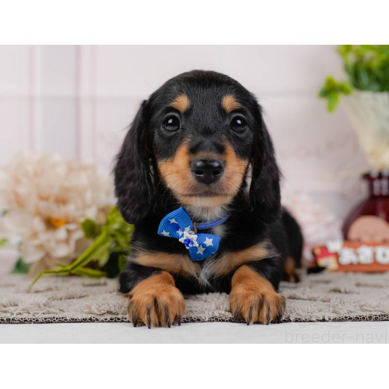 販売中の神奈川県のミニチュアダックスフンド(ロングヘアード)-439017の7枚目