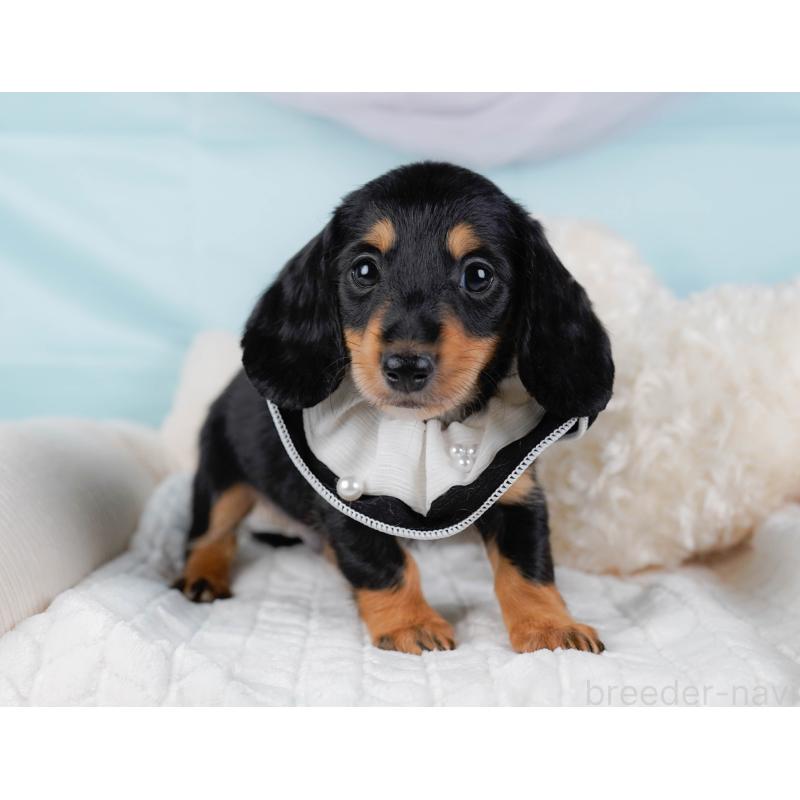 販売中の神奈川県のミニチュアダックスフンド(ロングヘアード)-439017の6枚目