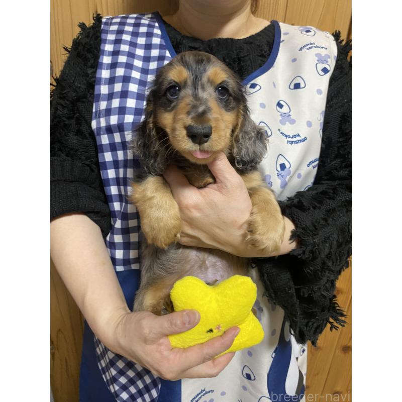 成約済の岐阜県のミニチュアダックスフンド(ロングヘアード)-432632の3枚目