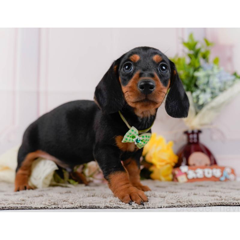 販売中の神奈川県のミニチュアダックスフンド(スムースヘアード)-439020の12枚目