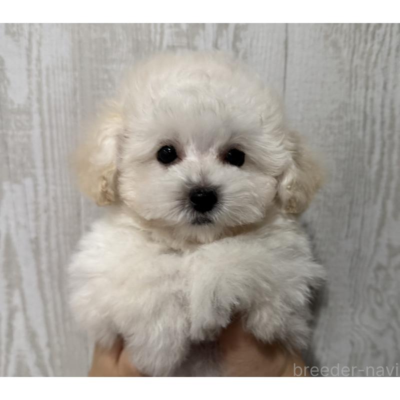 販売中の三重県のティーカッププードル-433283