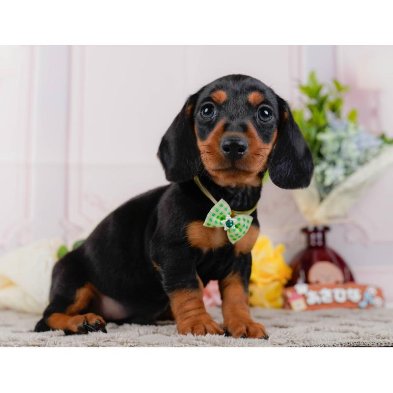 販売中の神奈川県のミニチュアダックスフンド(スムースヘアード)-439020の11枚目