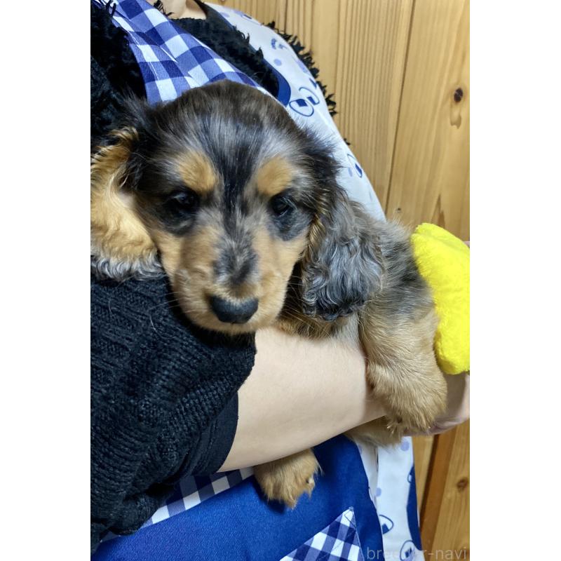 成約済の岐阜県のミニチュアダックスフンド(ロングヘアード)-432632の2枚目