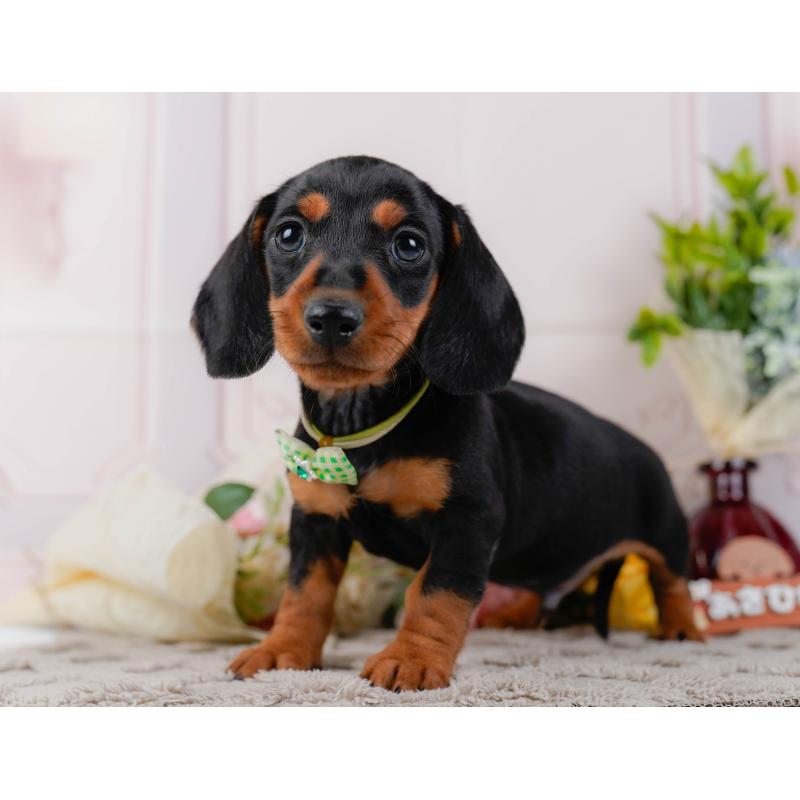 販売中の神奈川県のミニチュアダックスフンド(スムースヘアード)-439020の10枚目
