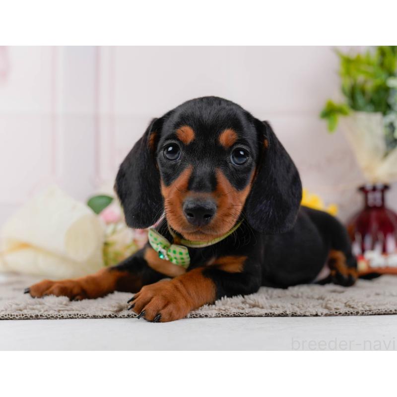 販売中の神奈川県のミニチュアダックスフンド(スムースヘアード)-439020の9枚目