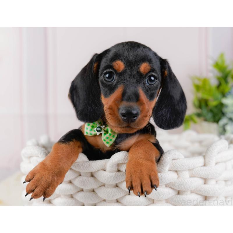 販売中の神奈川県のミニチュアダックスフンド(スムースヘアード)-439020の8枚目
