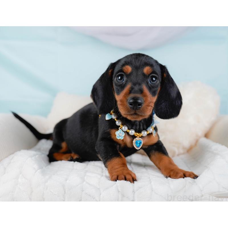 販売中の神奈川県のミニチュアダックスフンド(スムースヘアード)-439020の6枚目