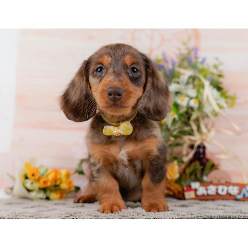 販売中の神奈川県のミニチュアダックスフンド(ロングヘアード)-439021の13枚目