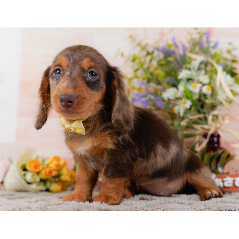 販売中の神奈川県のミニチュアダックスフンド(ロングヘアード)-439021の9枚目