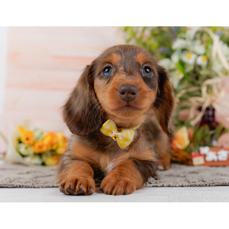 販売中の神奈川県のミニチュアダックスフンド(ロングヘアード)-439021の8枚目