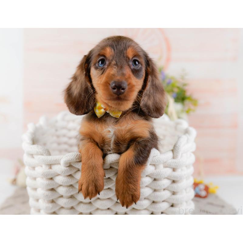 販売中の神奈川県のミニチュアダックスフンド(ロングヘアード)-439021の7枚目