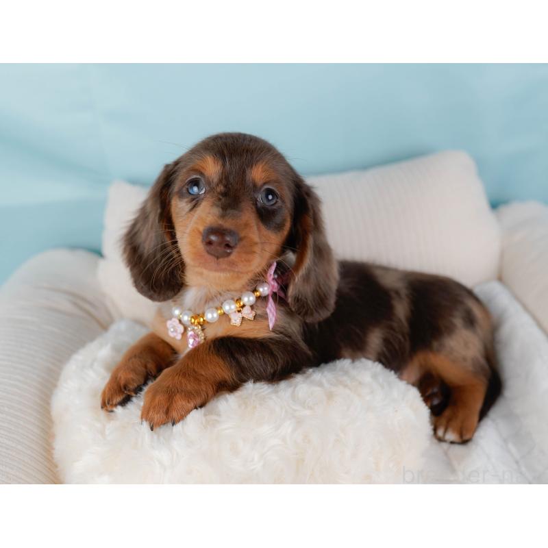 販売中の神奈川県のミニチュアダックスフンド(ロングヘアード)-439021の6枚目