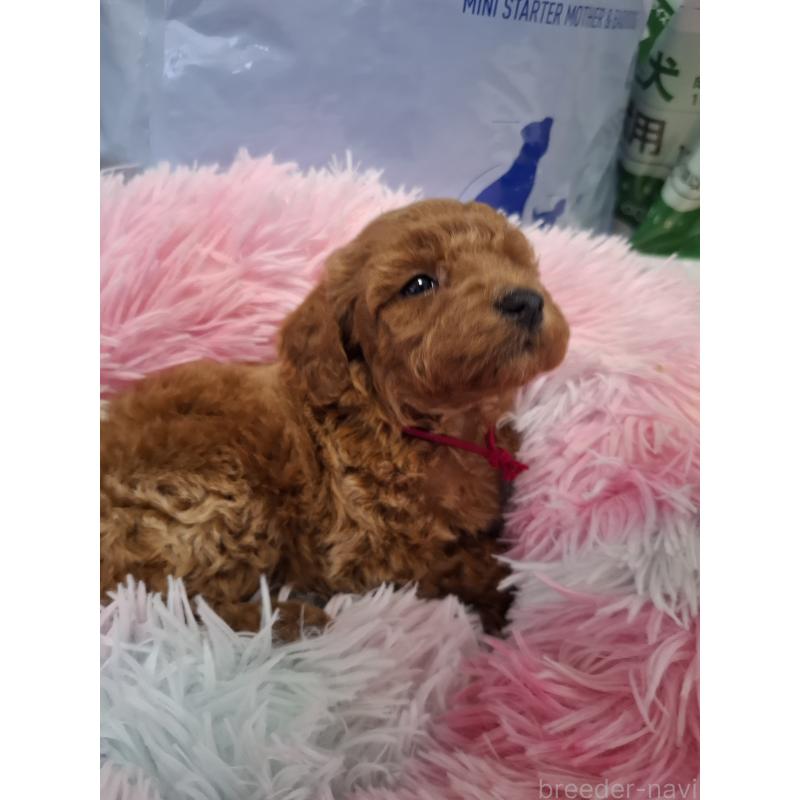 販売中の群馬県のトイプードル-438886の5枚目