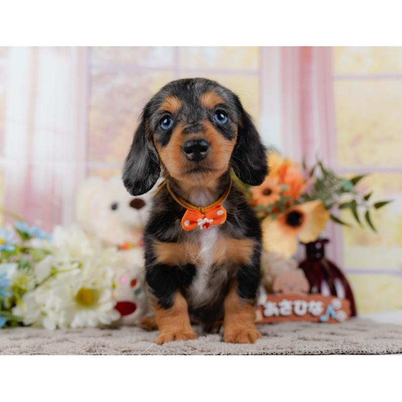 販売中の神奈川県のミニチュアダックスフンド(ロングヘアード)-439022の13枚目