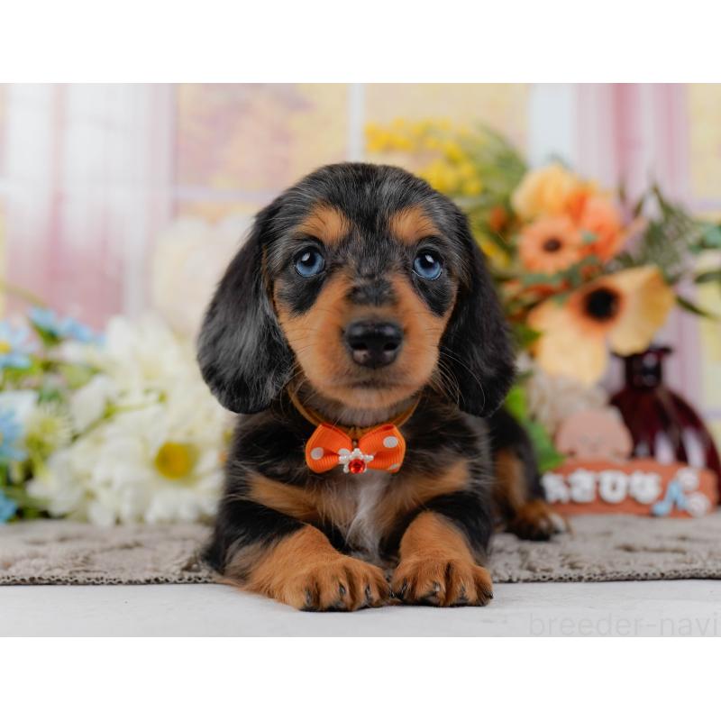 販売中の神奈川県のミニチュアダックスフンド(ロングヘアード)-439022の12枚目