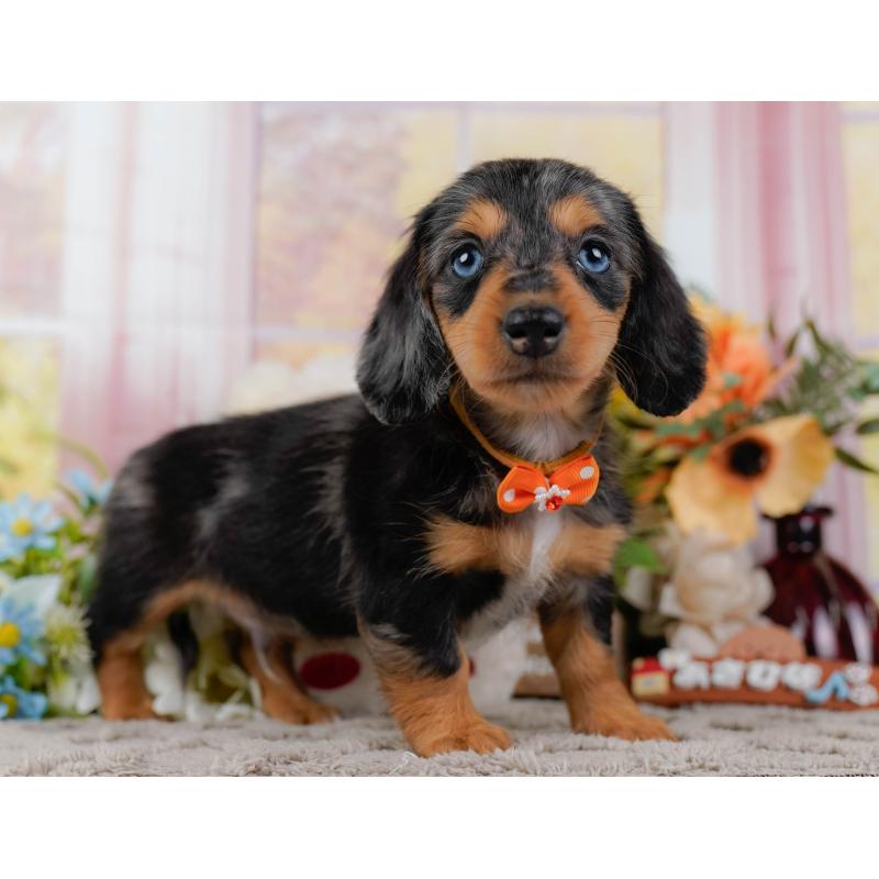 販売中の神奈川県のミニチュアダックスフンド(ロングヘアード)-439022の11枚目