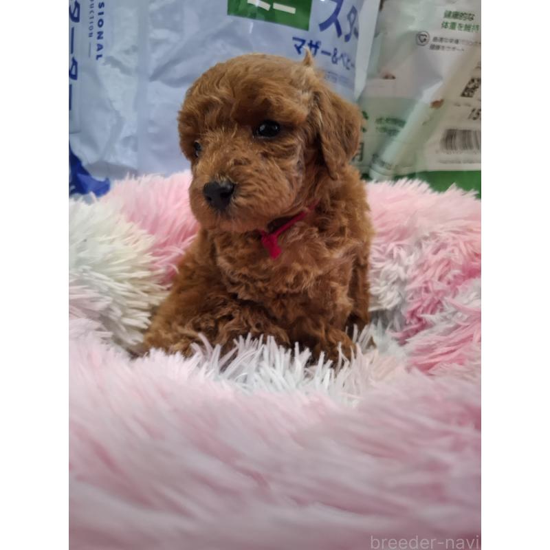 販売中の群馬県のトイプードル-438886の3枚目