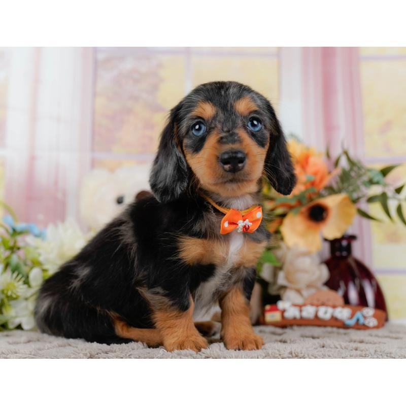 販売中の神奈川県のミニチュアダックスフンド(ロングヘアード)-439022の10枚目