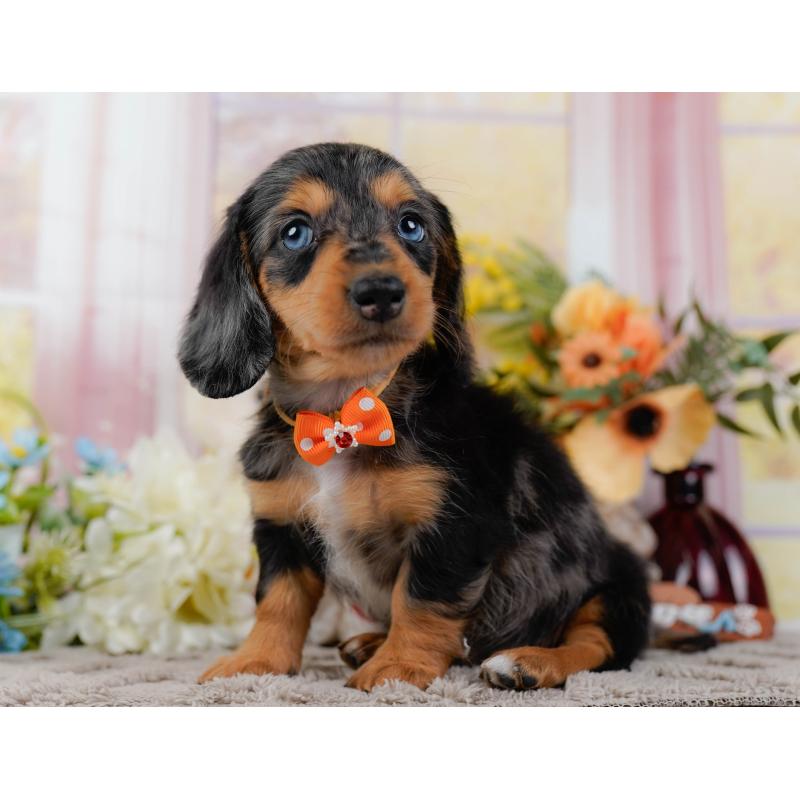 販売中の神奈川県のミニチュアダックスフンド(ロングヘアード)-439022の9枚目