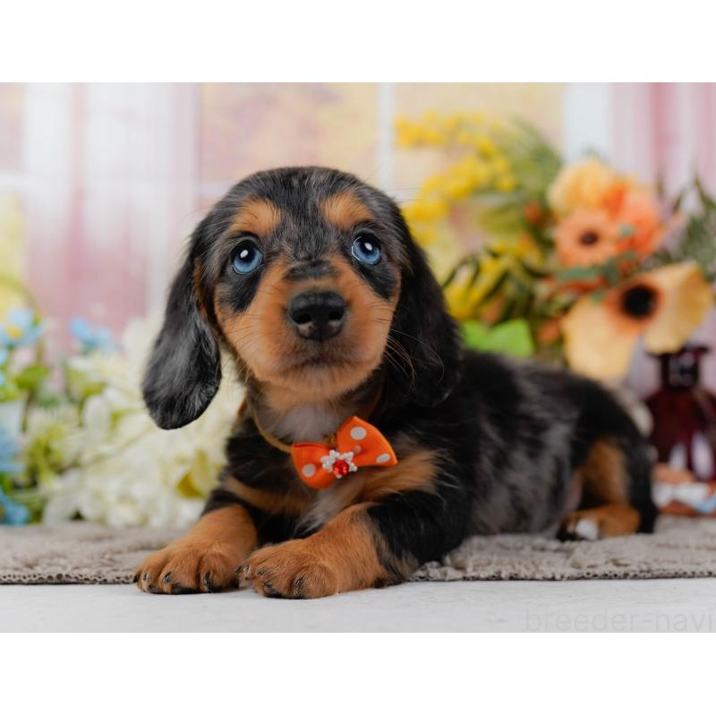 販売中の神奈川県のミニチュアダックスフンド(ロングヘアード)-439022の8枚目