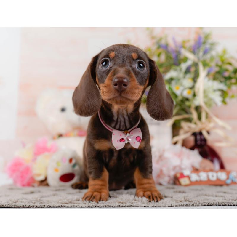 販売中の神奈川県のミニチュアダックスフンド(スムースヘアード)-439034の13枚目