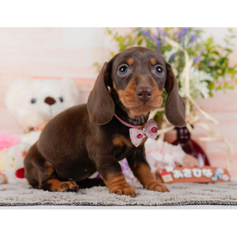 販売中の神奈川県のミニチュアダックスフンド(スムースヘアード)-439034の12枚目