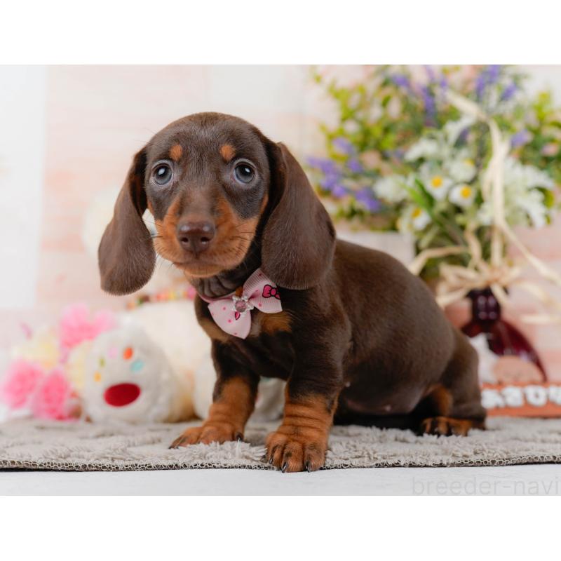 販売中の神奈川県のミニチュアダックスフンド(スムースヘアード)-439034の10枚目