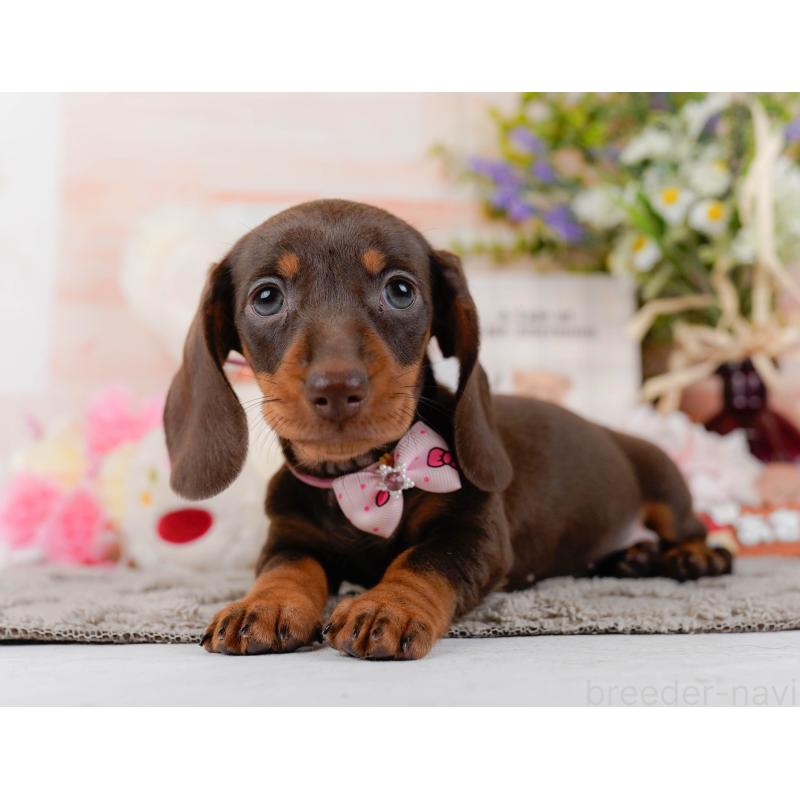 販売中の神奈川県のミニチュアダックスフンド(スムースヘアード)-439034の9枚目