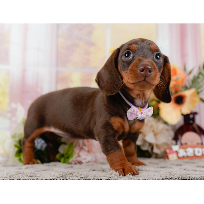 販売中の神奈川県のミニチュアダックスフンド(スムースヘアード)-439024の12枚目