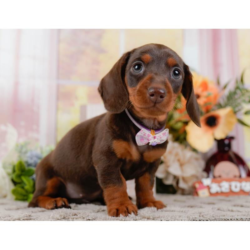 販売中の神奈川県のミニチュアダックスフンド(スムースヘアード)-439024の11枚目