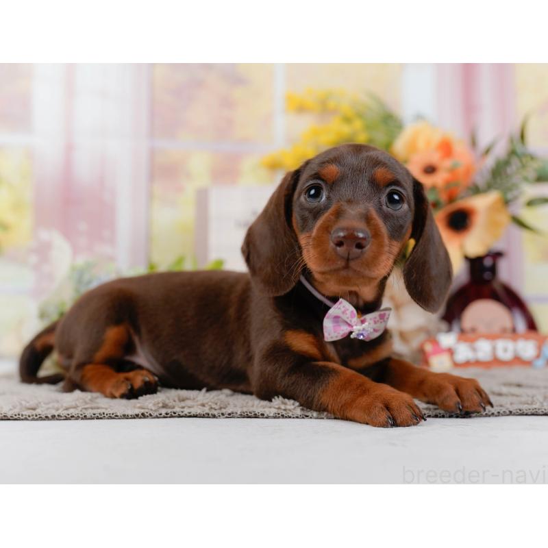 販売中の神奈川県のミニチュアダックスフンド(スムースヘアード)-439024の10枚目