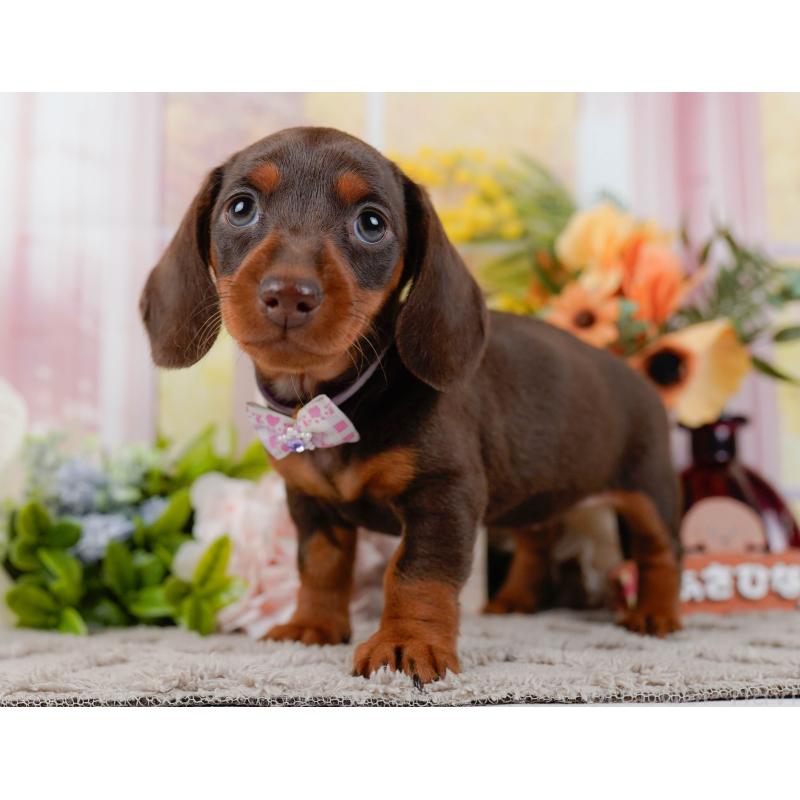 販売中の神奈川県のミニチュアダックスフンド(スムースヘアード)-439024の9枚目