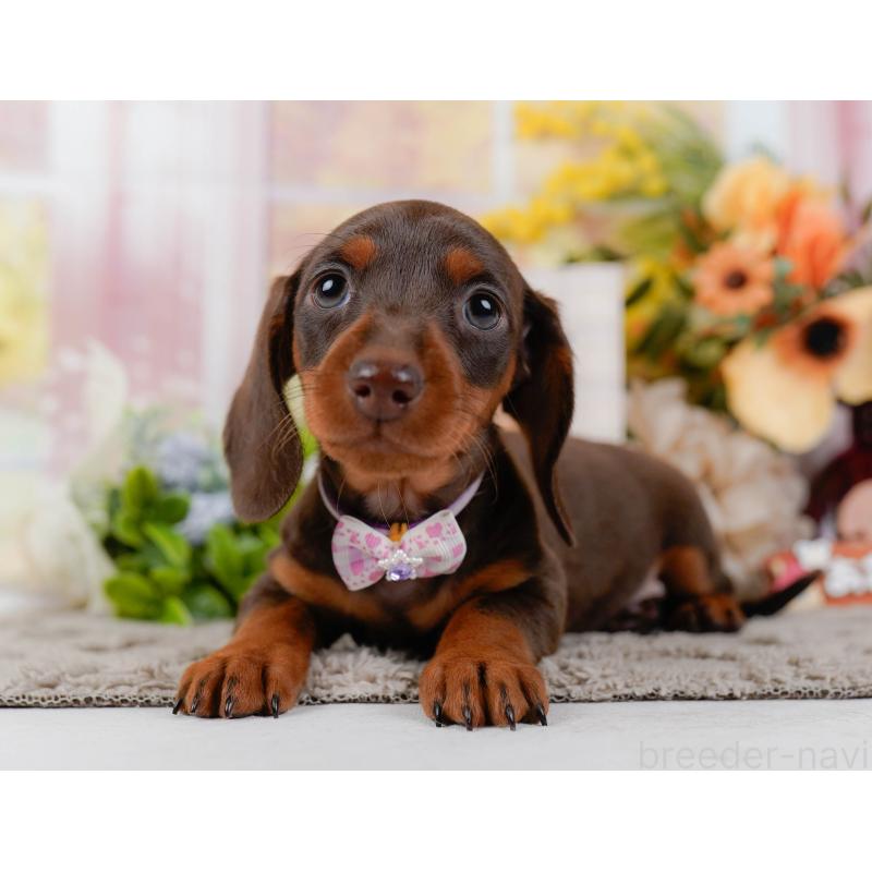 販売中の神奈川県のミニチュアダックスフンド(スムースヘアード)-439024の8枚目