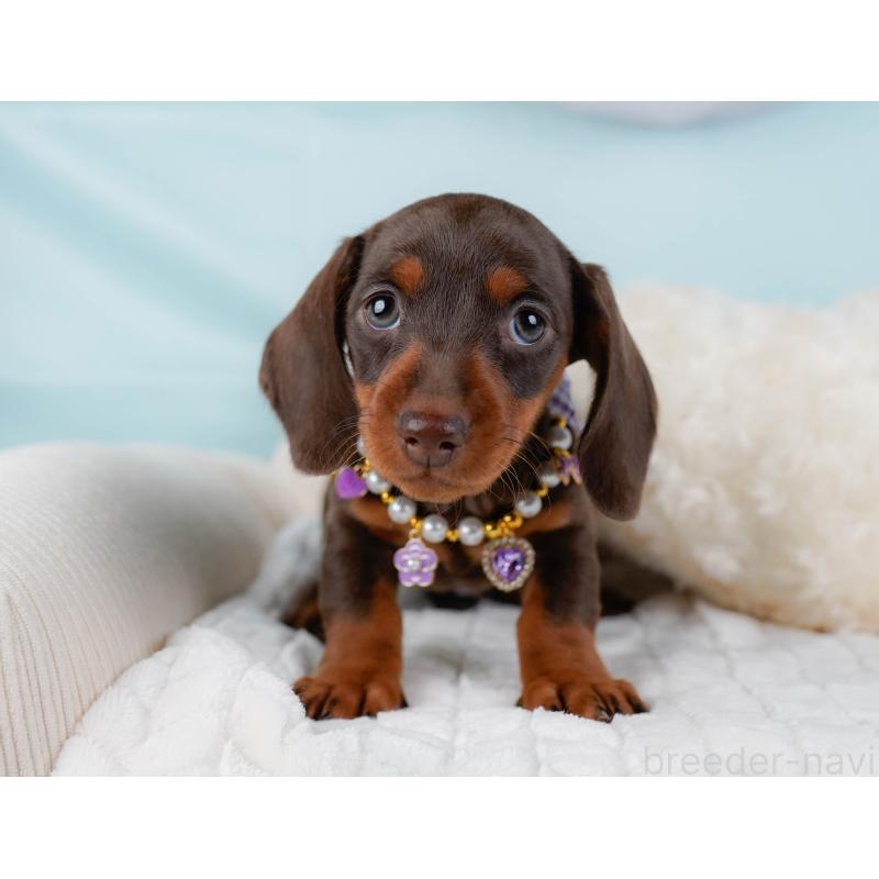 販売中の神奈川県のミニチュアダックスフンド(スムースヘアード)-439024の7枚目