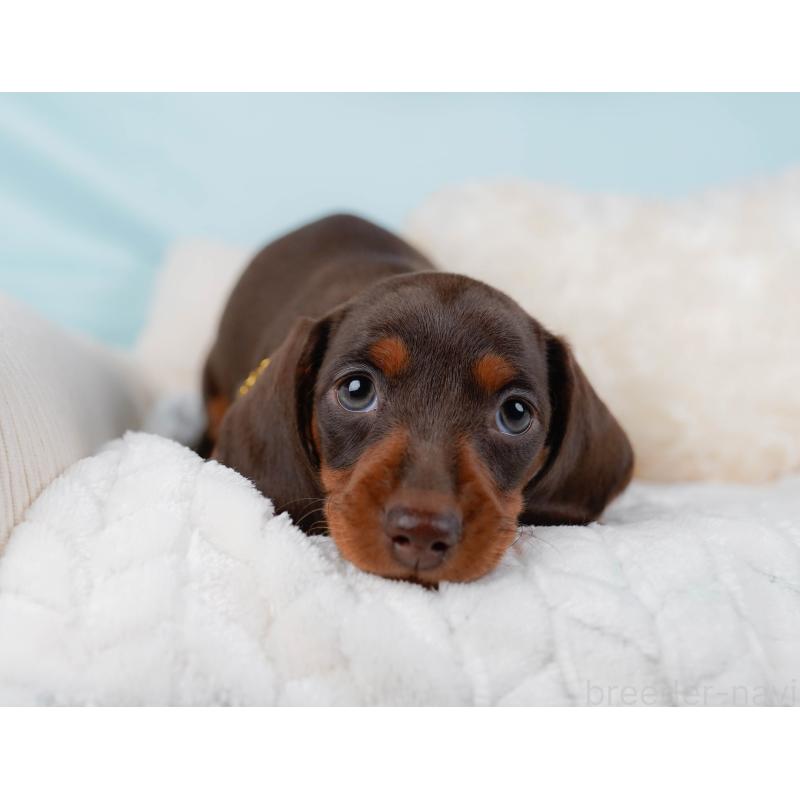 販売中の神奈川県のミニチュアダックスフンド(スムースヘアード)-439024の6枚目